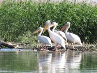 Donaudelta &ndash; &copy; Barbara Mihut (Eberhardt TRAVEL)