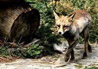 Fuchs  &ndash; &copy; Simone Willner (Eberhardt TRAVEL)