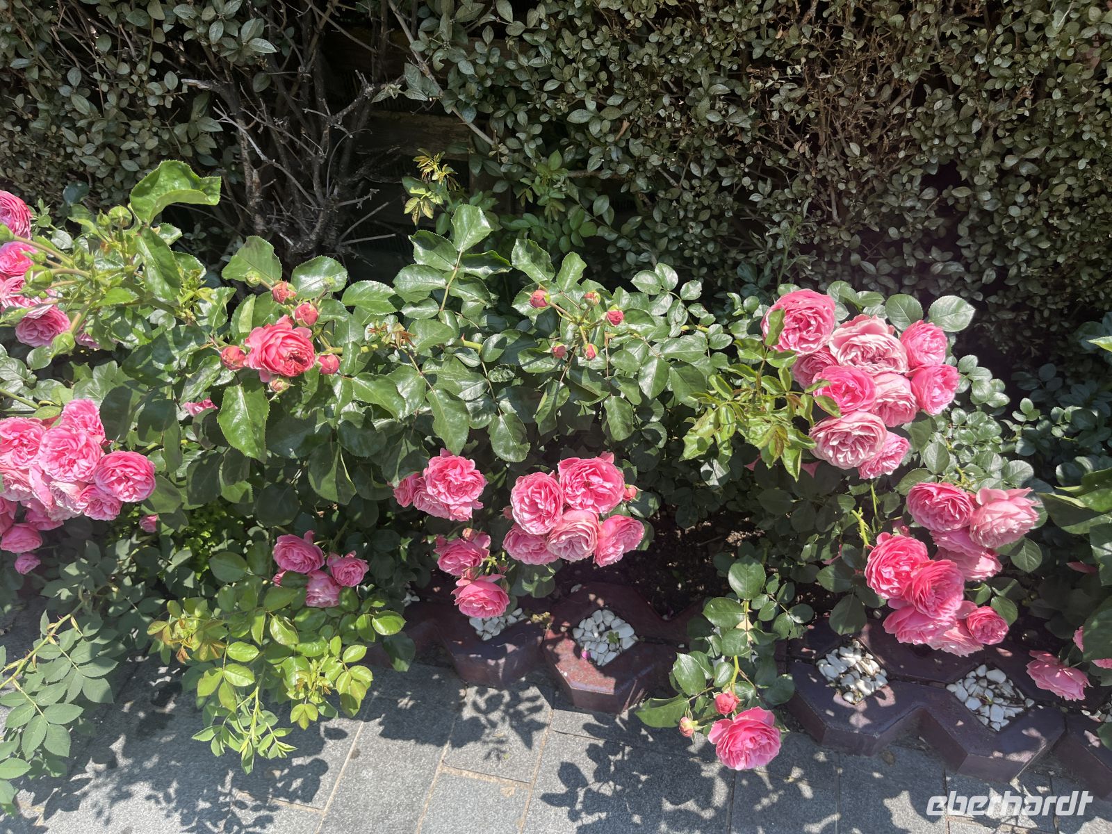 Rosen, Sibiu, Rumänien &ndash; &copy; Maria Feibig (Eberhardt TRAVEL)