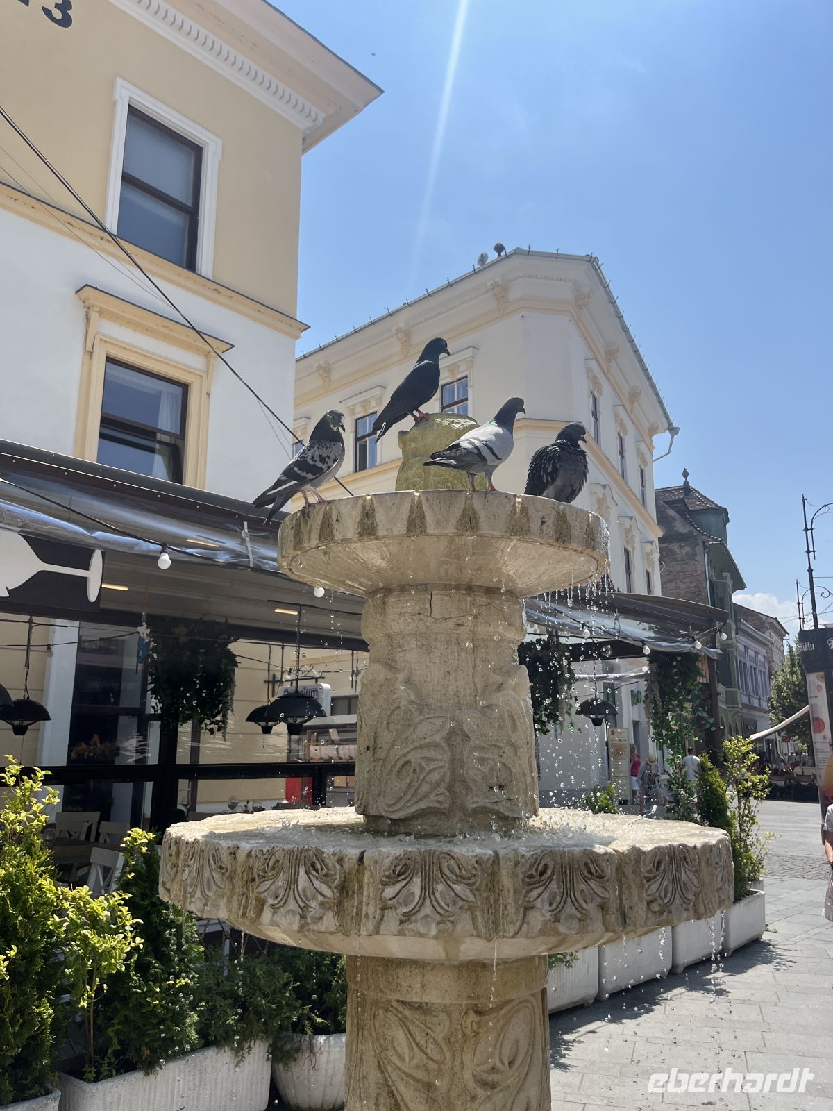 Tauben, Sibiu, Rumänien &ndash; &copy; Maria Feibig (Eberhardt TRAVEL)
