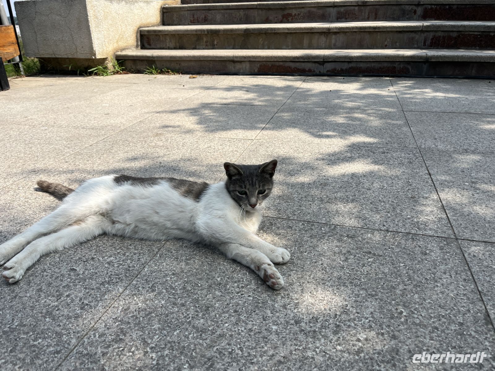 Katze, Tulcea, Rumänien &ndash; &copy; Maria Feibig (Eberhardt TRAVEL)