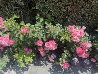 Rosen, Sibiu, Rumänien &ndash; &copy; Maria Feibig (Eberhardt TRAVEL)