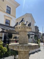 Tauben, Sibiu, Rumänien &ndash; &copy; Maria Feibig (Eberhardt TRAVEL)