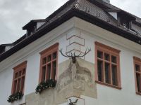 HIRSCHGEWEIH &ndash; &copy; Annette Profft (Eberhardt TRAVEL)