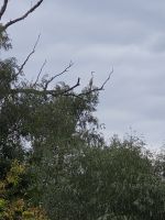 Schwarze Kormorane &ndash; &copy; Annette Profft (Eberhardt TRAVEL)