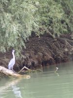 Im Donaudelta - Graureiher &ndash; &copy; Annette Profft (Eberhardt TRAVEL)