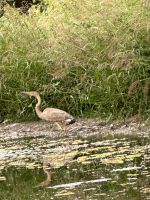 Roter Kormoran &ndash; &copy; Annette Profft (Eberhardt TRAVEL)