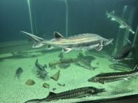 Aquarium  &ndash; &copy; Annette Profft (Eberhardt TRAVEL)