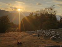 Schafherde vor der Kulisse der Karpaten &ndash; &copy; Monika Cortese (Eberhardt TRAVEL)
