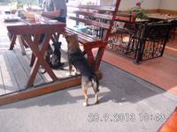 Hunde, Hunde &ndash; &copy; Elke Storch (Eberhardt TRAVEL)