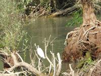 Donaudelta &ndash; &copy; Sabine Letzybyll (Eberhardt TRAVEL)