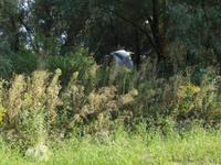 Donaudelta &ndash; &copy; Sabine Letzybyll (Eberhardt TRAVEL)