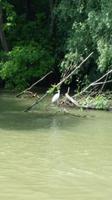 Bootsfahrt durch das Donaudelta &ndash; &copy; Andreas Schulga (Eberhardt TRAVEL)