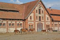 Gestüt Georgenburg  &ndash; &copy; Gerd Przybyla (Eberhardt TRAVEL)