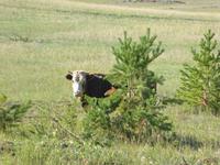 Kuckuck :-) &ndash; &copy; Sabine Letzybyll (Eberhardt TRAVEL)