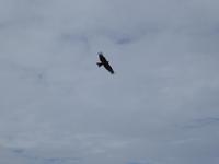 Adler oder Falke? &ndash; &copy; Sabine Letzybyll (Eberhardt TRAVEL)