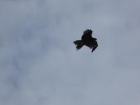 Falke &ndash; &copy; Sabine Letzybyll (Eberhardt TRAVEL)
