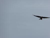 Falke &ndash; &copy; Sabine Letzybyll (Eberhardt TRAVEL)