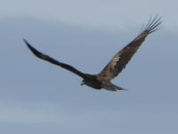 Falke &ndash; &copy; Sabine Letzybyll (Eberhardt TRAVEL)