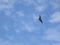Falke &ndash; &copy; Sabine Letzybyll (Eberhardt TRAVEL)