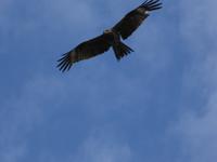 Falke &ndash; &copy; Sabine Letzybyll (Eberhardt TRAVEL)