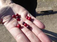 Preiselbeeren? &ndash; &copy; Sabine Letzybyll (Eberhardt TRAVEL)