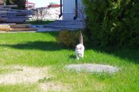 die Klosterkatze &ndash; &copy; Alfia Döring (Eberhardt TRAVEL)