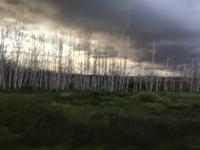 Birkenwald