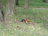 Eichhörnchen  &ndash; &copy; Alina Konstantinov (Eberhardt TRAVEL)