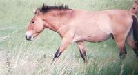 Hustai Nationalpark