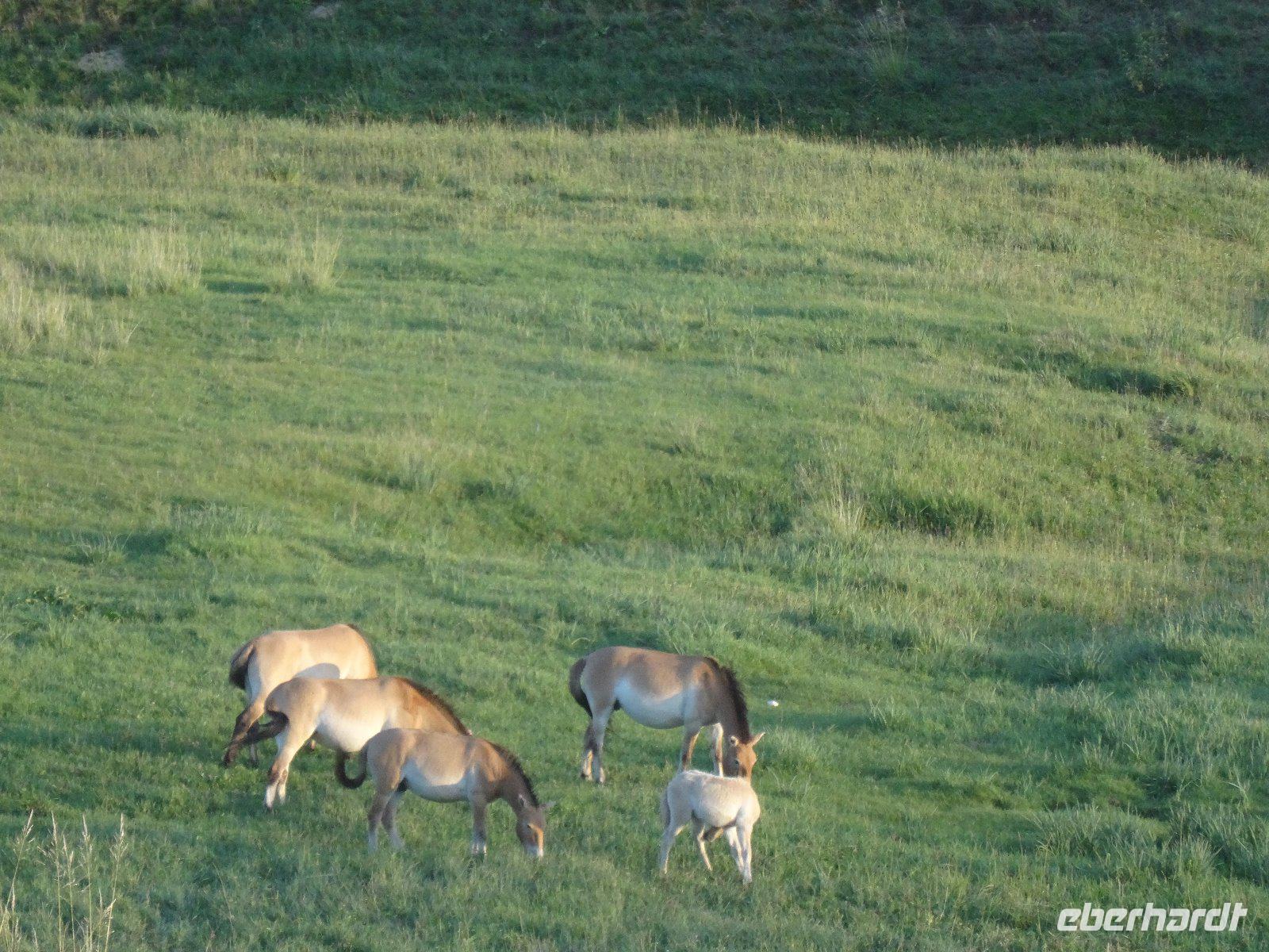 Przewalski-Pferde &ndash; &copy; Elke Knappe (Eberhardt TRAVEL)