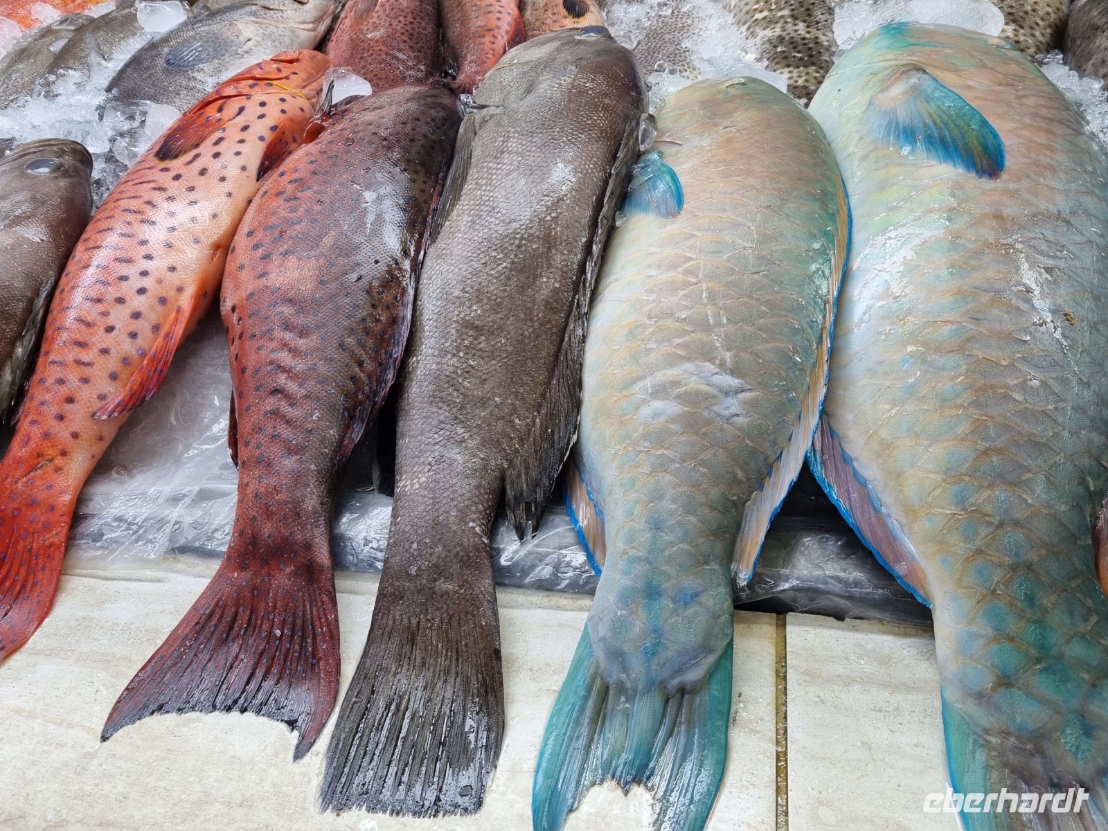 Jeddah - Fischmarkt  &ndash; &copy; Katrin Deutschbein (Eberhardt TRAVEL)