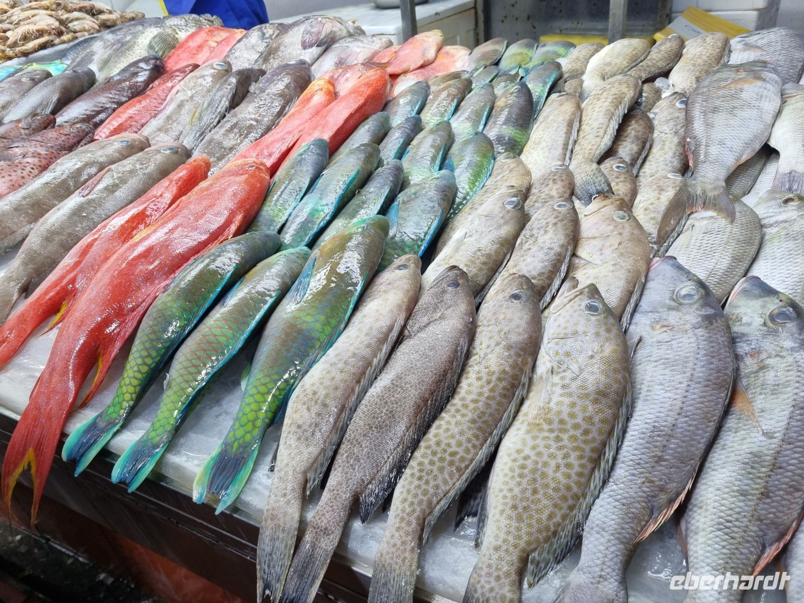 Jeddah - Fischmarkt  &ndash; &copy; Katrin Deutschbein (Eberhardt TRAVEL)