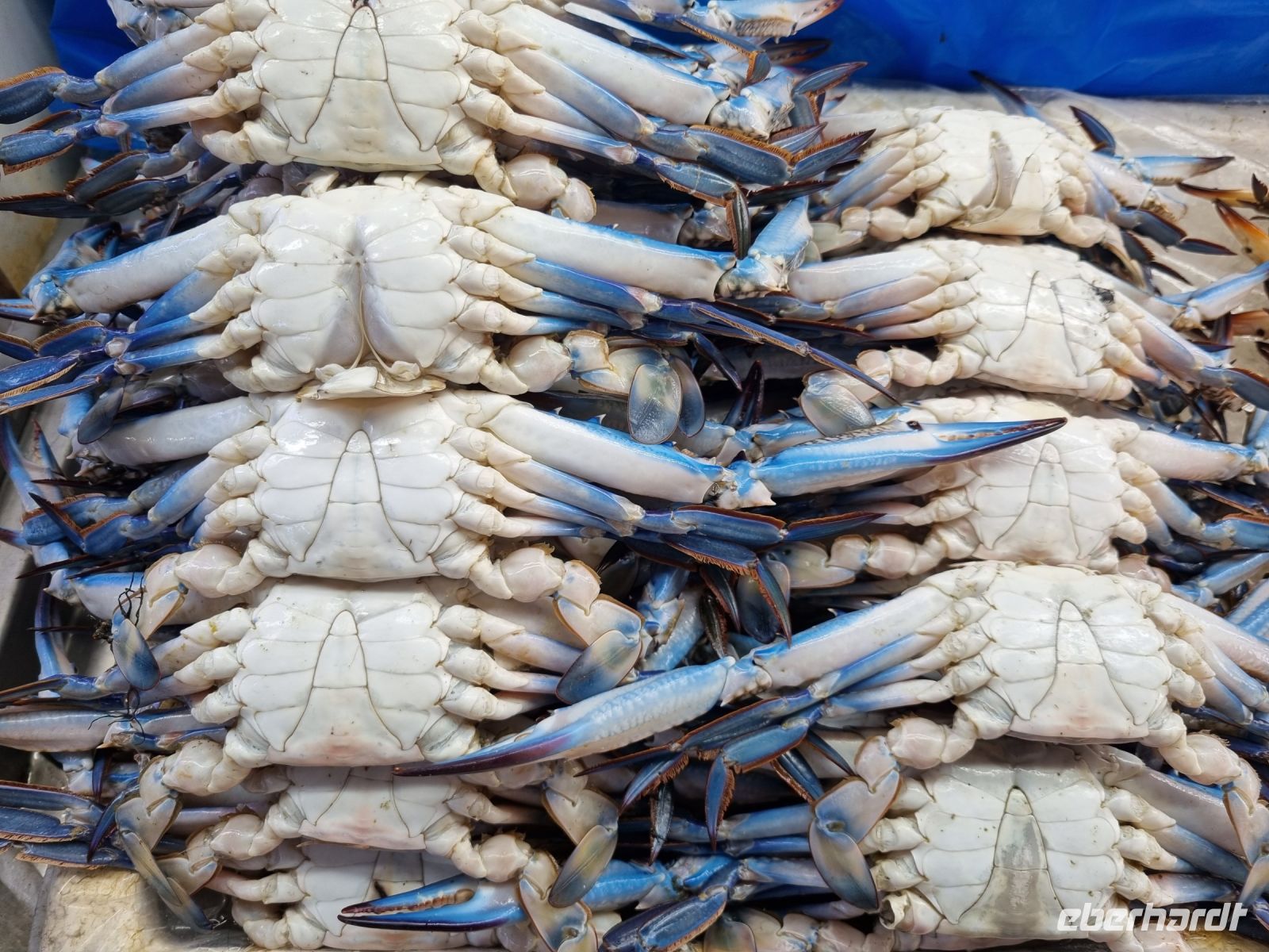 Jeddah - Fischmarkt  &ndash; &copy; Katrin Deutschbein (Eberhardt TRAVEL)