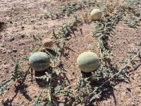 Alhandal (Koloquinte, Wüstenmelone) &ndash; &copy; Frank Nimschowski (Eberhardt TRAVEL)