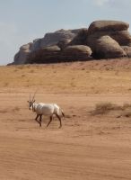 Arabian Oryx im Neom Natural Reserve &ndash; &copy; Frank Nimschowski (Eberhardt TRAVEL)