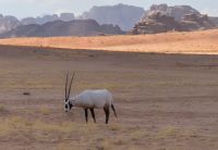 Arabian Oryx &ndash; &copy; Frank Nimschowski (Eberhardt TRAVEL)