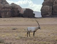 Arabian Oryx &ndash; &copy; Frank Nimschowski (Eberhardt TRAVEL)