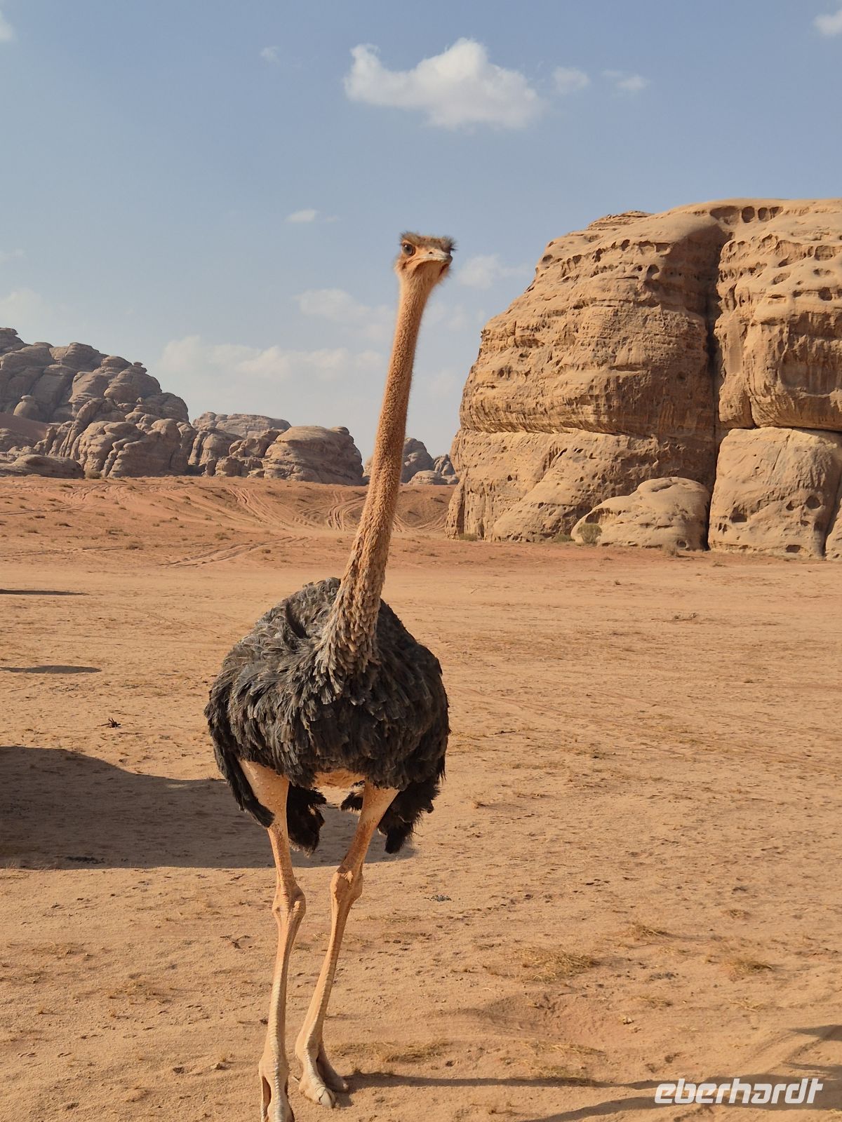 im Neom Natural Reserve &ndash; &copy; Frank Nimschowski (Eberhardt TRAVEL)