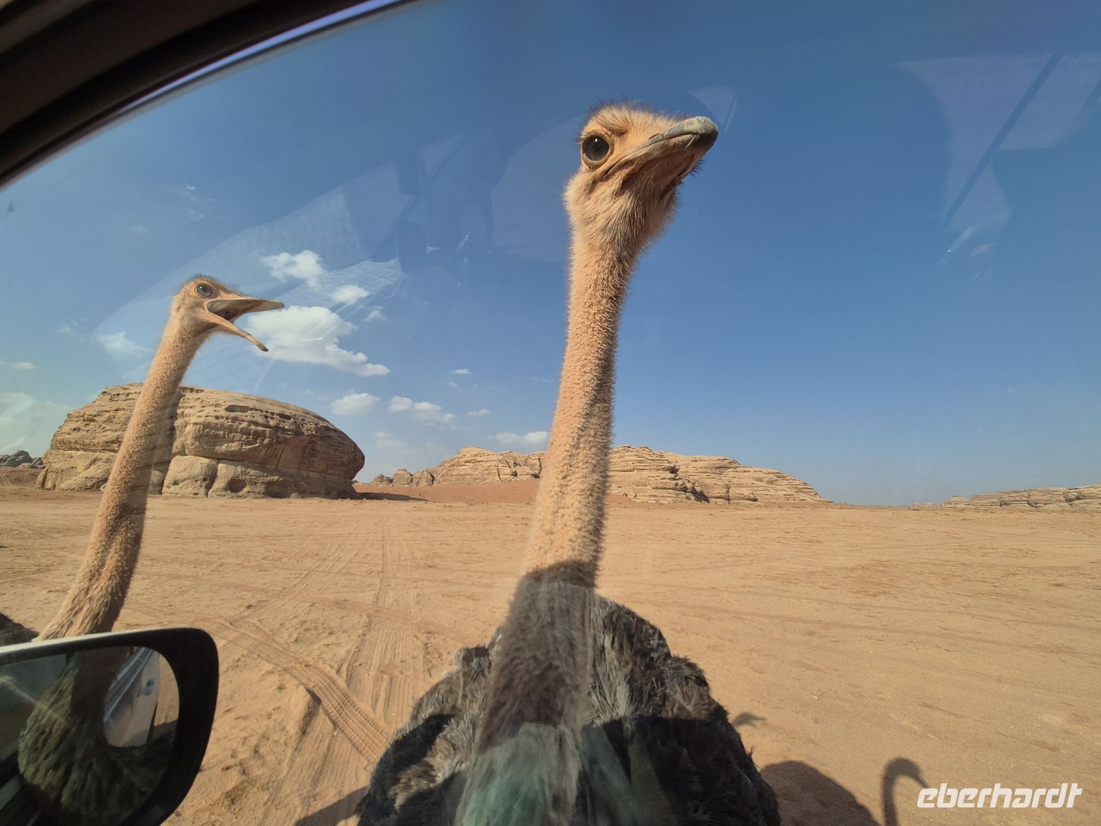 im Neom Natural Reserve &ndash; &copy; Frank Nimschowski (Eberhardt TRAVEL)