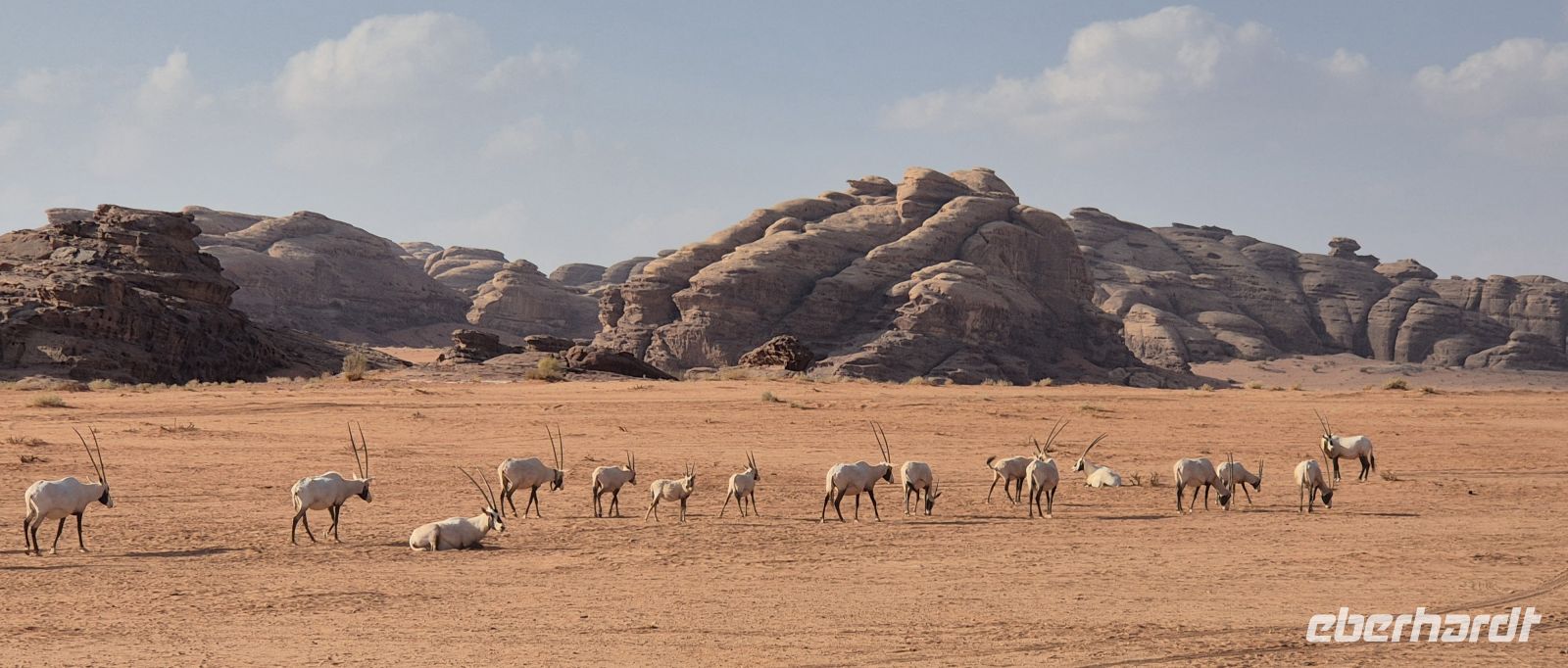 im Neom Natural Reserve &ndash; &copy; Frank Nimschowski (Eberhardt TRAVEL)