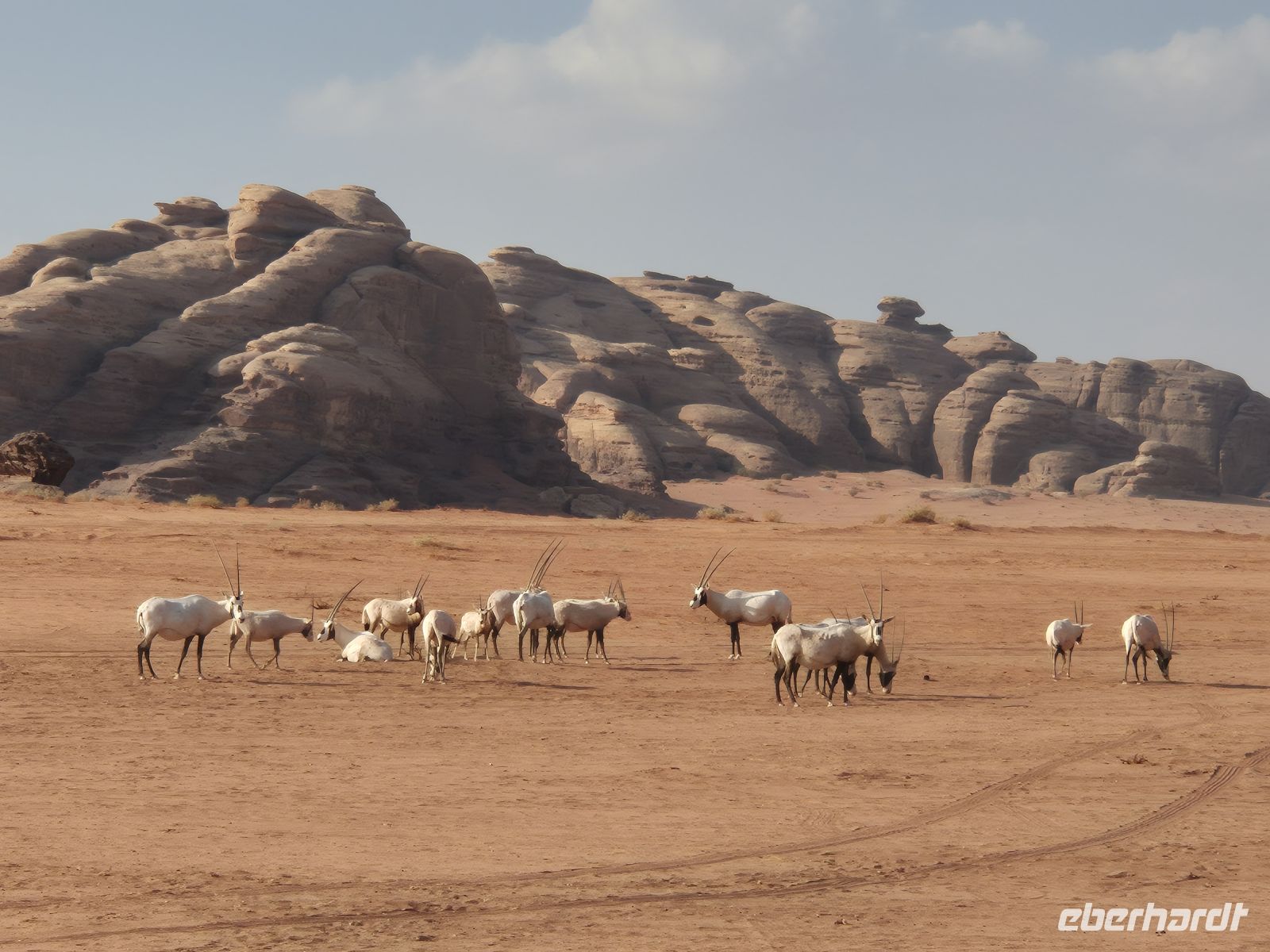 im Neom Natural Reserve &ndash; &copy; Frank Nimschowski (Eberhardt TRAVEL)