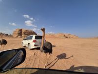im Neom Natural Reserve &ndash; &copy; Frank Nimschowski (Eberhardt TRAVEL)