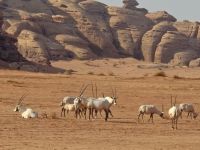 im Neom Natural Reserve &ndash; &copy; Frank Nimschowski (Eberhardt TRAVEL)