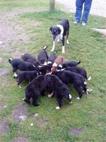 Junge Border Collies &ndash; &copy; Claudia Bernhardt (Eberhardt TRAVEL)