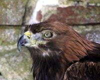 Steinadler &ndash; &copy; Michael Krause (Eberhardt TRAVEL)