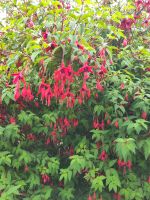 Fuchsia &ndash; &copy; Andreas Böcker (Eberhardt TRAVEL)
