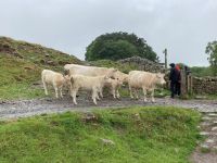 11. Reisetag – Von Edinburgh nach Dumfries – Wanderung am Hadrianswall – Neugierige Kühe auf dem Weg &ndash; &copy; Andreas Wolfsteller (Eberhardt TRAVEL)