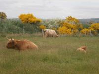 Highland Cows