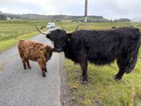 Highland Cattle &ndash; &copy; Sabine Reckord (Eberhardt TRAVEL)